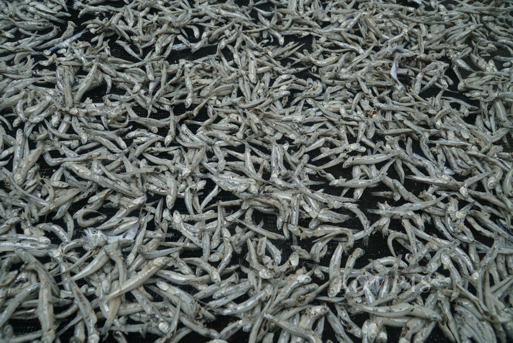 Ikan teri kering dijemur di rumah kaca UPTD Sentra Pengolahan Perikanan Dinas Perikanan dan Pangan Kota Padang, Kelurahan Pasie Nan Tigo, Kecamatan Koto Tangah, Kota Padang, Sumatera Barat, Rabu (6/9/2023). 