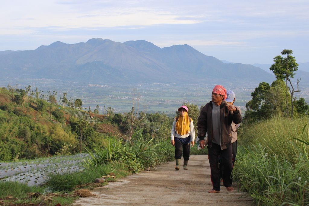 Sejumlah petani berjalan menuju lahannya di Desa Sukamukti, Kecamatan Cilawu, Kabupaten Garut, Jawa Barat, Sabtu (13/1/2024). Di lahan mereka, akar wangi menjadi komoditas unggulan dengan nilai ekspor.