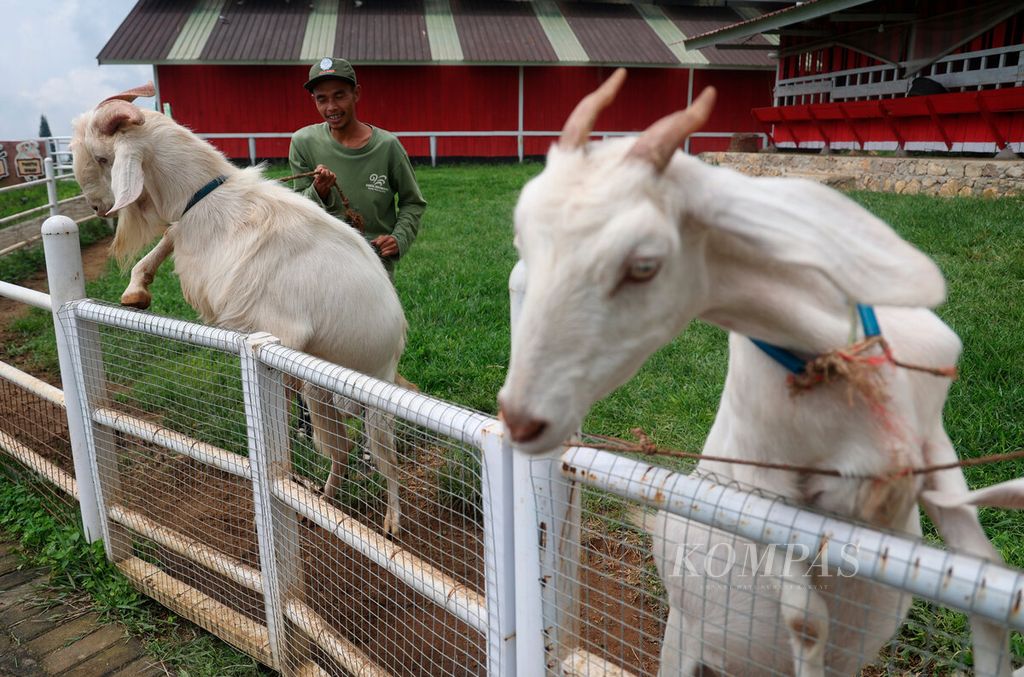 Pengembangbiakan kambing bibit unggul untuk menghasilkan susu dan daging di Umbul Sidomukti di Desa Sidomukti Jimbaran, Kecamatan Bandungan, Kabupaten Semarang, Jawa Tengah, Sabtu (17/2/2024). Kawasan tersebut mulai dikembangkan sebagai area peternakan domba sekaligus wisata edukasi.