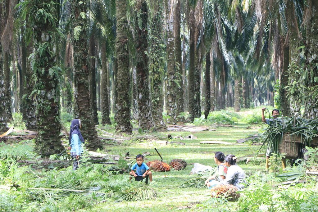 Keluarga buruh perkebunan sawit ikut mengumpulkan berondolan di salah satu perkebunan swasta di Kabupaten Langkat, Sumatera Utara, Rabu (26/7/2023). Indonesia beralasan, sawit salah satu komoditas untuk meningkatkan kesejahteraan warga.