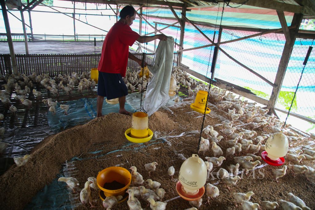 Abas (45), peternak ayam pedaging di kawasan Kampung Kandang, Depok, Jawa Barat, melakukan perawatan terhadap 3.000 anakan ayam miliknya, Selasa (28/4/2020). 