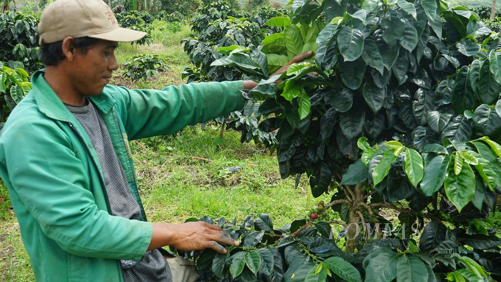 Seorang petani sedang menunjukkan tanaman kopi arabika yang ditanam di Kawasan Hutan Kemasyarakatan Kibuk di lereng Gunung Dempo, Kota Pagar Alam, Sumatera Selatan, Kamis (21/7/2022). Kawasan ini sudah ditetapkan sebagai Hutan Kemasyarakatan pada 2018 dan dikelola dengan tetap mempertahankan wilayah konservasi sebesar 30 persen dari total luasan sebesar 320 hektar.