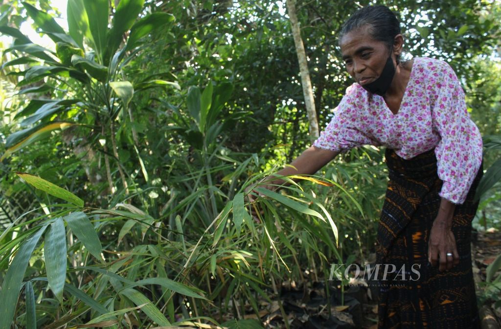 Meria Angela Mery (50) merawat bibit bambu di halaman samping rumahnya di Kabupaten Ende, Nusa Tenggara Timur, Selasa (21/6/2022). Dalam setahun terakhir, ia menanam 8.000 bibit bambu. Ibu lima anak itu memperoleh insentif sekitar Rp 20 juta dari program penghijauan yang dijalankan Pemerintah Provinsi NTT bekerja sama dengan Yayasan Bambu Lestari (YBL) tersebut.