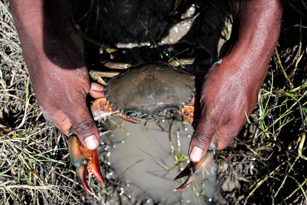 Pekerja PT FI menunjukkan kepiting yang berhasil mereka tangkap di kawasan Muara Sungai Ajkwa, Mimika, Papua, Jumat (18/3/2022). Kepiting tersebut bersarang di antara akar pohon bakau yang tumbuh di lahan pengendapan <i>tailing</i>.