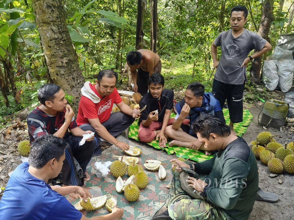Wisatawan menikmati durian langsung ke kebunnya di kawasan Hutan Kekait, Lombok Barat, Nusa Tenggara Barat, Minggu (22/1/2023). Kegiatan ini bisa menjadi salah satu pilihan wisata yang menarik bagi masyarakat.
