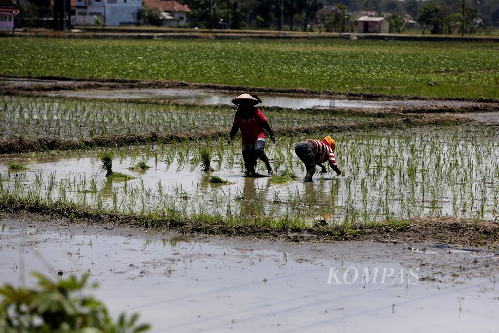 Petani menanami lahannya dengan bibit padi di Desa Tangkil, Susukan, Cirebon, Jawa Barat, Rabu (13/9/2023). Walaupun air irigasi terbatas karena kemarau panjang akibat dampak El Nino, petani tetap nekat menanam padi pada musim tanam III karena tergiur harga gabah yang sedang tinggi, yaitu mencapai Rp 7.600 per kilogram.