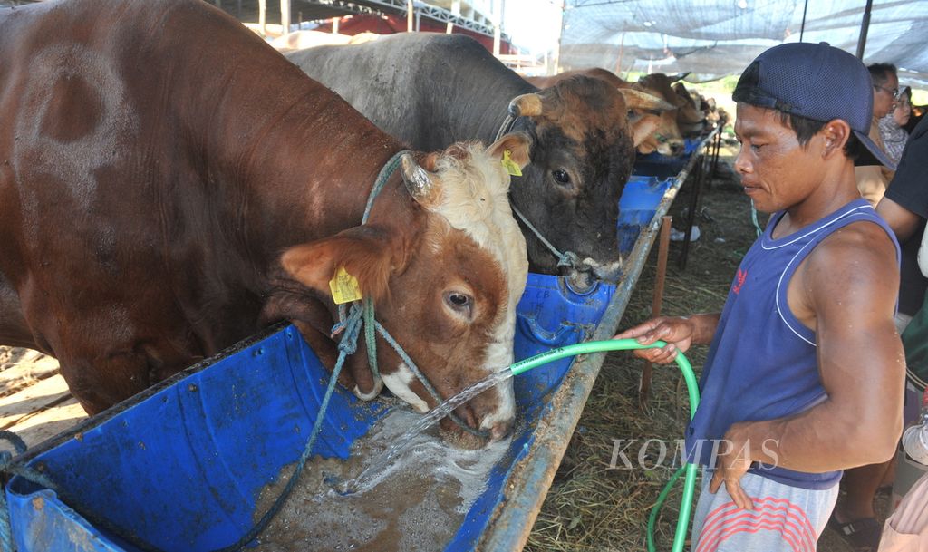 Pekerja memberi minum di pusat penjualan hewan kurban di kawasan Merr, Surabaya, Jumat (23/6/2023). Menurut salah satu penjual Misnun, banyak penjual tidak bisa menyanggupi permintaan sapi dengan berat di atas 800 kg karena sapi-sapi besar banyak yang menjadi korban wabah penyakit mulut dan kuku tahun lalu. 