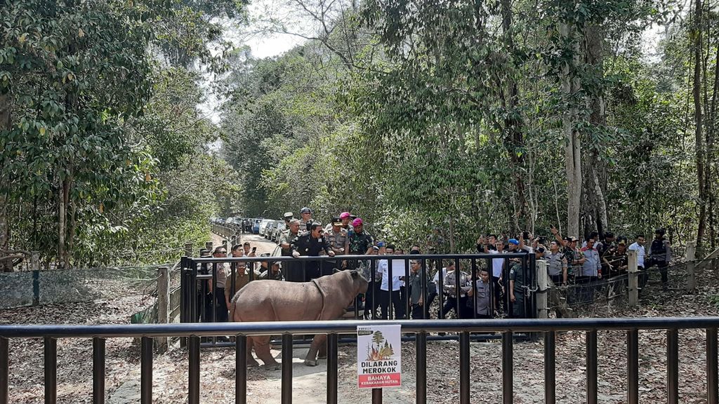 Penggiringan badak Harapan dari kandang lama ke kandang baru di Suaka Rhino Sumatera (SRS), Taman Nasional Way Kambas, Lampung Timur, Lampung, Rabu (30/10/2019).