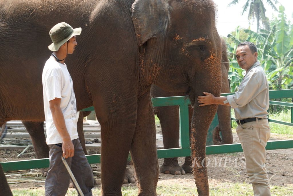 Nazaruddin (kanan) bersama gajah yang dirawatnya dengan penuh kasih sayang, Sabtu (9/6/2018). 