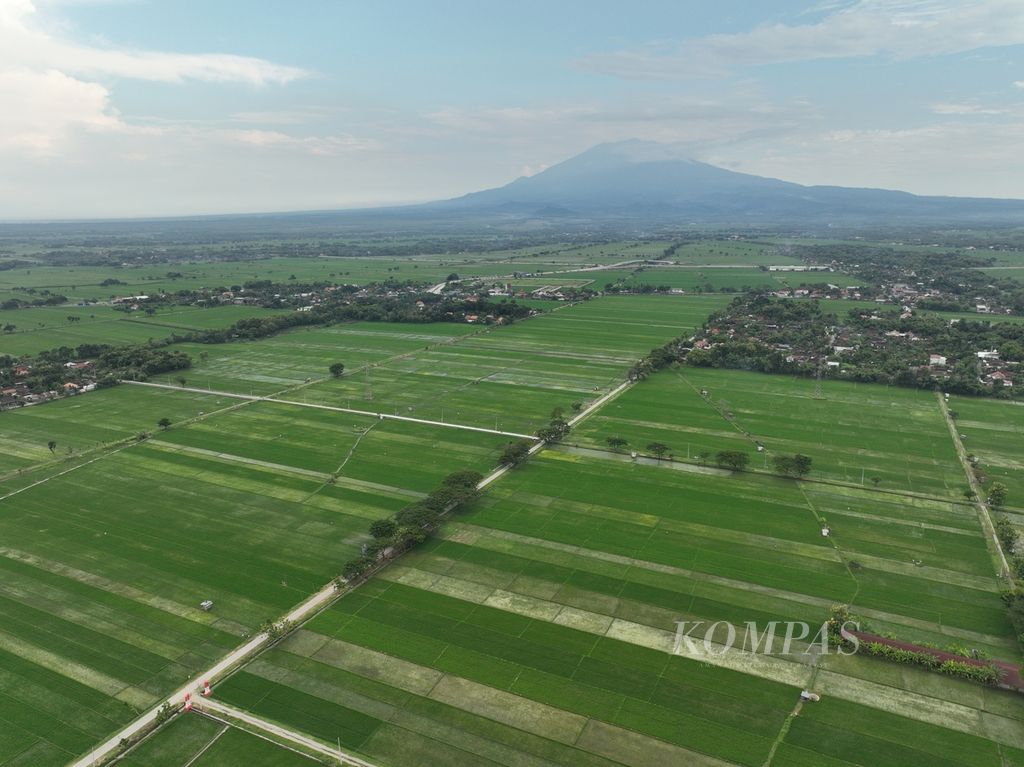 Landscape of newly planted rice fields with Mount Lawu in the background in Sragen, Central Java, Friday (29/3/2024).