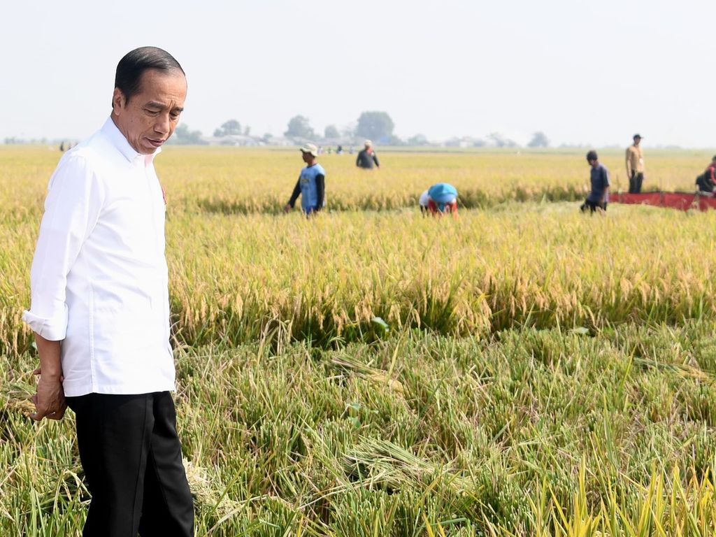 Presiden Joko Widodo meninjau panen raya di Desa Ciasem Girang, Kecamatan Ciasem, Kabupaten Subang, Jawa Barat, Minggu (8/10/2023)