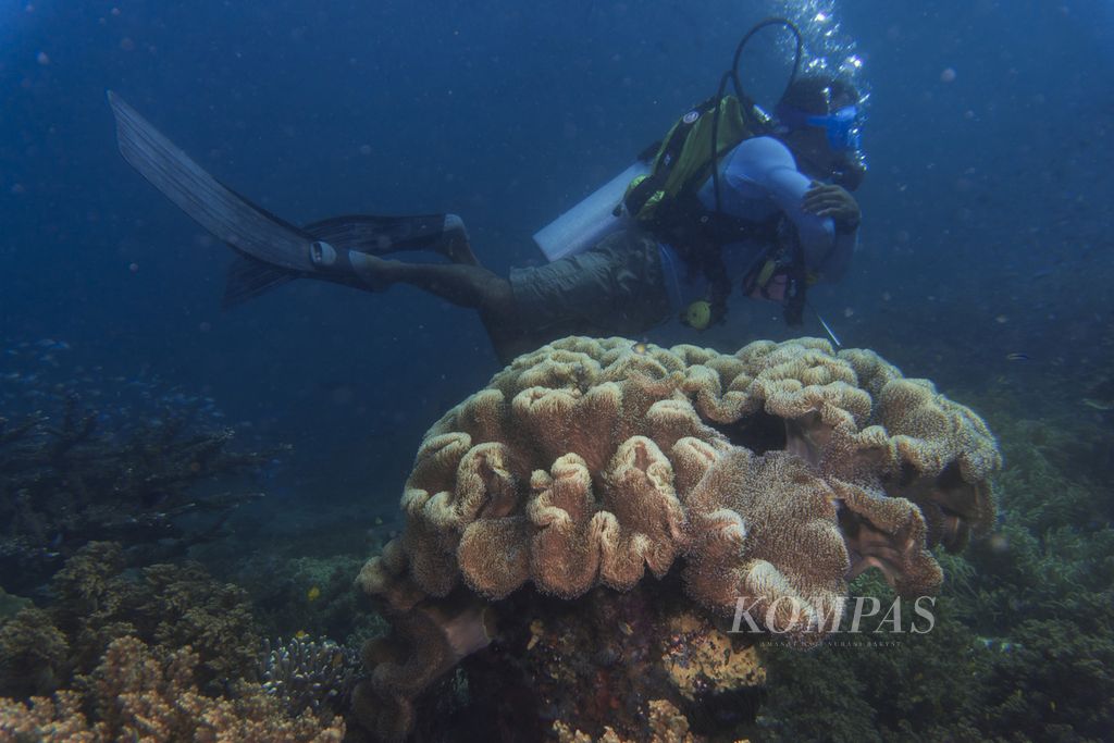 Keragaman biota di lokasi selam Melissas Garden di perairan Pulau Arborek, Raja Ampat, Papua Barat, Senin (31/5/2021). Pesona alam bawah laut menjadi daya tarik utama bagi sektor wisata Raja Ampat.