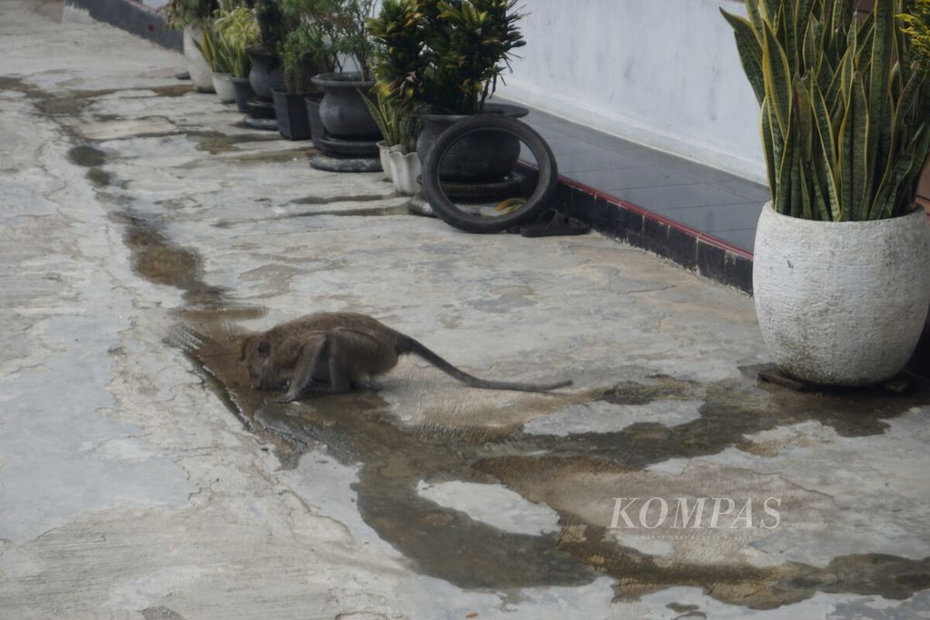 Monyet meminum air di sekitar Masjid Saka Tunggal di Cikakak, Wangon, Banyumas, Jawa Tengah, Sabtu (3/6/2023).
