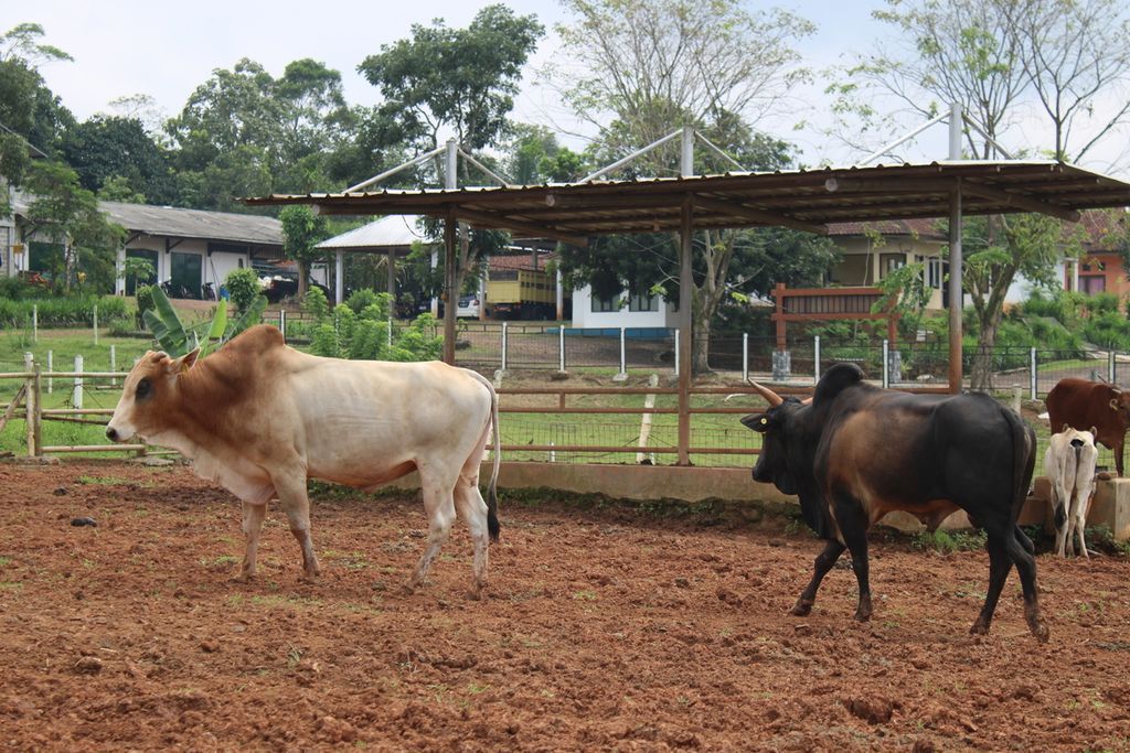 Dua pejantan sapi pasundan dipelihara di UPTD Balai Perbibitan dan Pengembangan Inseminasi Buatan Ternak Sapi Potong Ciamis, Jawa Barat, Jumat (16/6/2023).