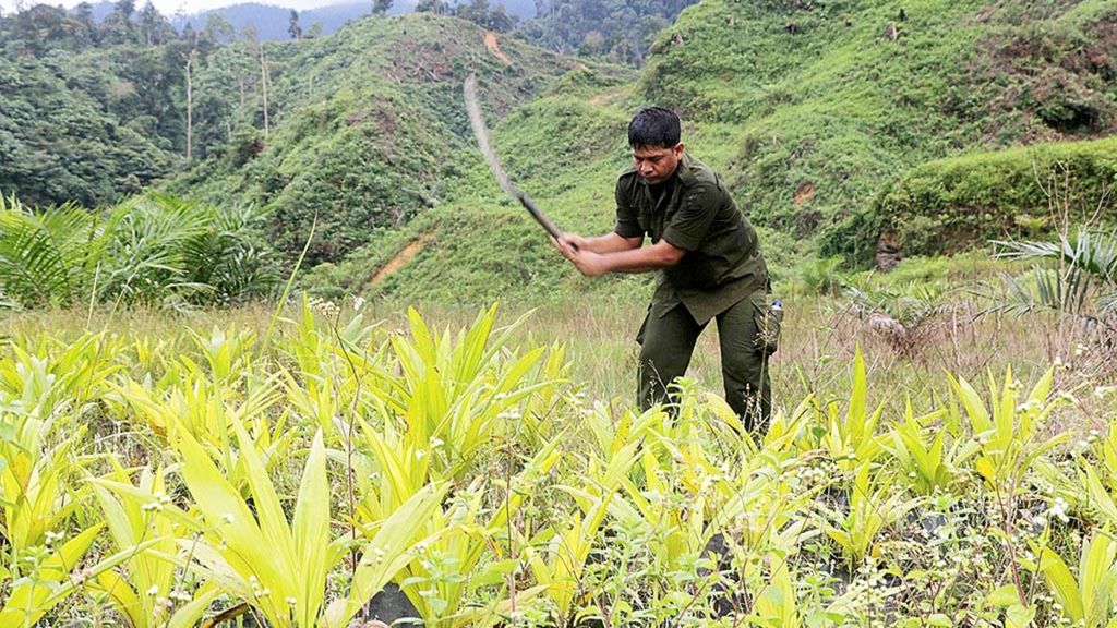 Polisi kehutanan menebang pohon kelapa sawit yang ditanam di kawasan hutan dengan latar hutan lindung yang gundul di Desa Kaloy, Tamiang Hulu, Aceh Tamiang, Aceh, Selasa (28/2).