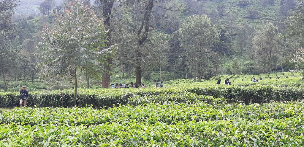 Tourists among the tea gardens in the Gunung Mas area, Cisarua, bordering the Puncak Bogor Main Road, Bogor Regency, West Java, on Thursday (3/3/2022).