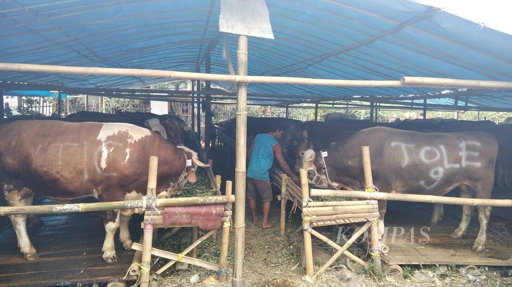 Sapi kurban yang dijajakan oleh pedagang hewan kurban di Sawojajar, Kota Malang, Jawa Timur, Rabu (29/7/2020)