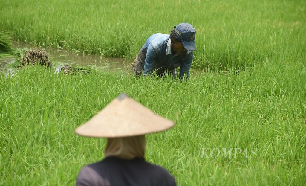 Petani menyiapkan bibit padi yang akan ditanam di lahan utama di Kecamatan Gedangan, Sidoarjo, Sabtu (17/2/2024). 