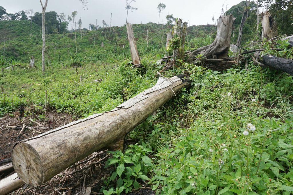 Salah satu lokasi perambahan di dalam Taman Nasional Gunung Leuser (TNGL) di Kabupaten Aceh Tenggara, Provinsi Aceh, Senin (4/2/2019). Perambahan dilakukan oleh warga untuk dijadikan lahan perkebunan. Catatan Yayasan Hutan Alam Lingkungan Aceh pada 2018, TNGL kehilangan tutupan hutan seluas 807 hektar.