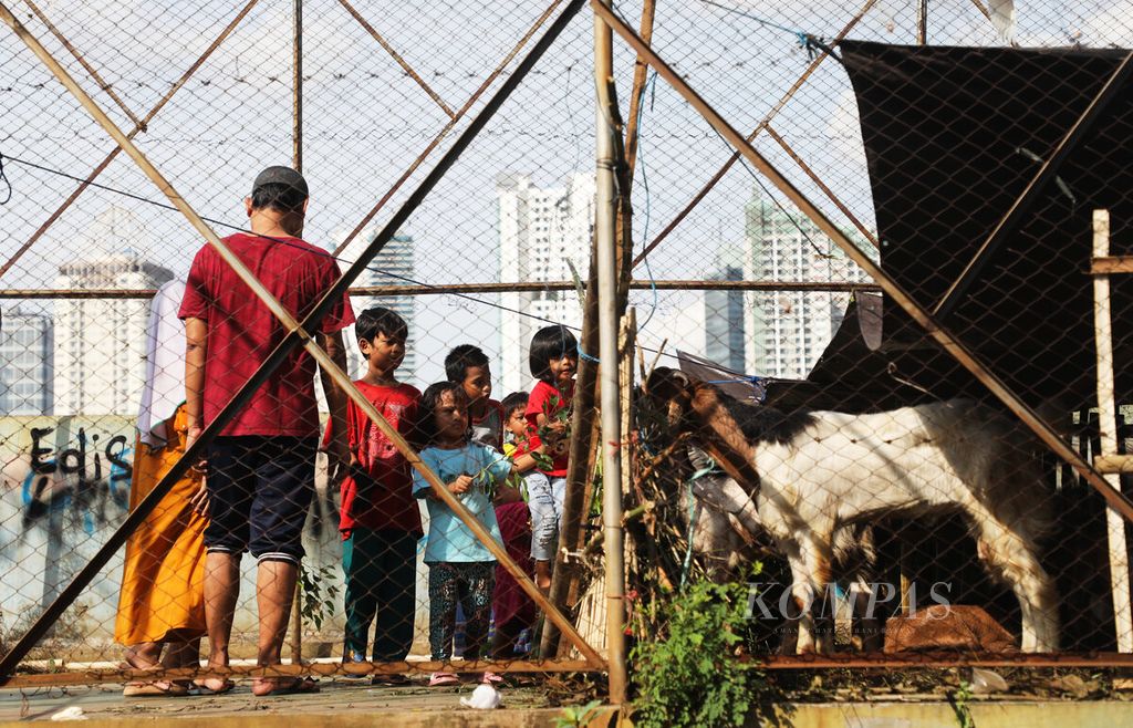 Anak-anak memberi makan kambing di kandang yang digunakan untuk memelihara kambing untuk kurban di Petamburan, Tanah Abang, Jakarta, Senin (04/07/2022). Pedagang hewan kurban semakin banyak bermunculan menjelang hari raya Idul Adha. 