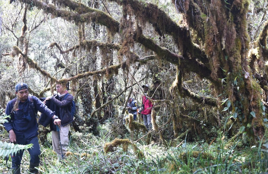 Tim Ekspedisi Tanah Papua melihat keberagaman tumbuhan di sekitar Danau Habema di kawasan Taman Nasional Lorentz, Kabupaten Jayawijaya, Sabtu (13/11/2021). 