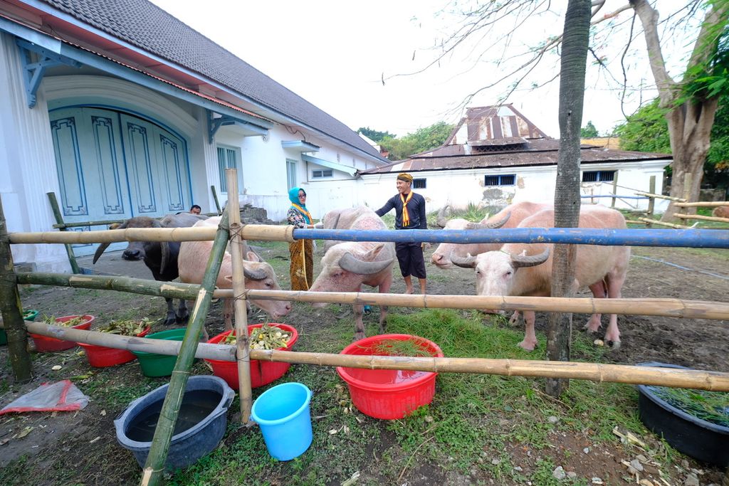 Sejumlah “kebo bule“ atau kerbau berwarna putih milik Keraton Kasunanan Surakarta dikarantina di area Magangan, kompleks Keraton Kasunanan Surakarta, Kota Surakarta, Jawa Tengah, Kamis (28/7/2022). 