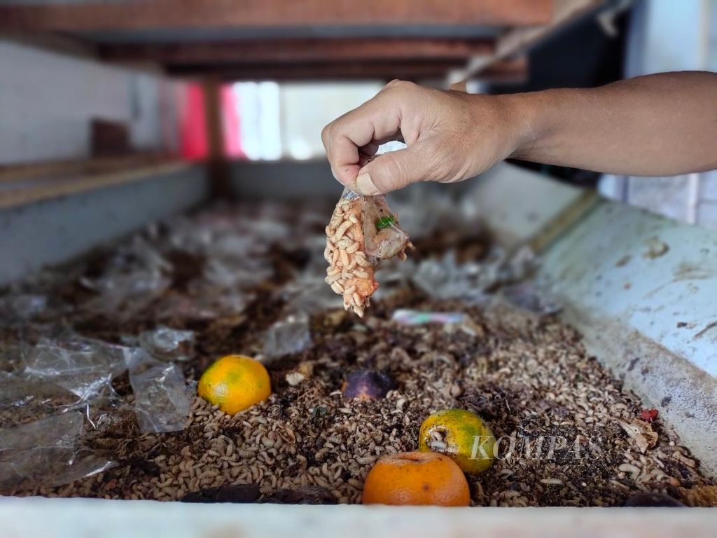 Ratusan maggot tampak langsung mengerubuti sisa makanan ringan yang baru saja diletakkan Yuswinto (50) di rak di rumahnya di Kelurahan Rejowinangun Selatan, Kecamatan Magelang Selatan, Kota Magelang, Kamis (2/6/2022).