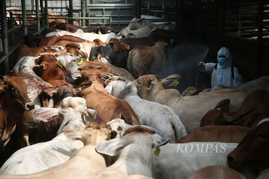 Petugas menyemprotkan disinfektan kepada ratusan sapi kandang sebuah peternakan sapi milik Didik Priyanto di Rangkapan Jaya, Depok, Jawa Barat, Jumat (19/5/2022). Merebaknya penyakit mulut dan kuku di beberapa daerah membuat peternak melakukan karantina terhadap 1.200 sapi agar terlindung dari PKM. 