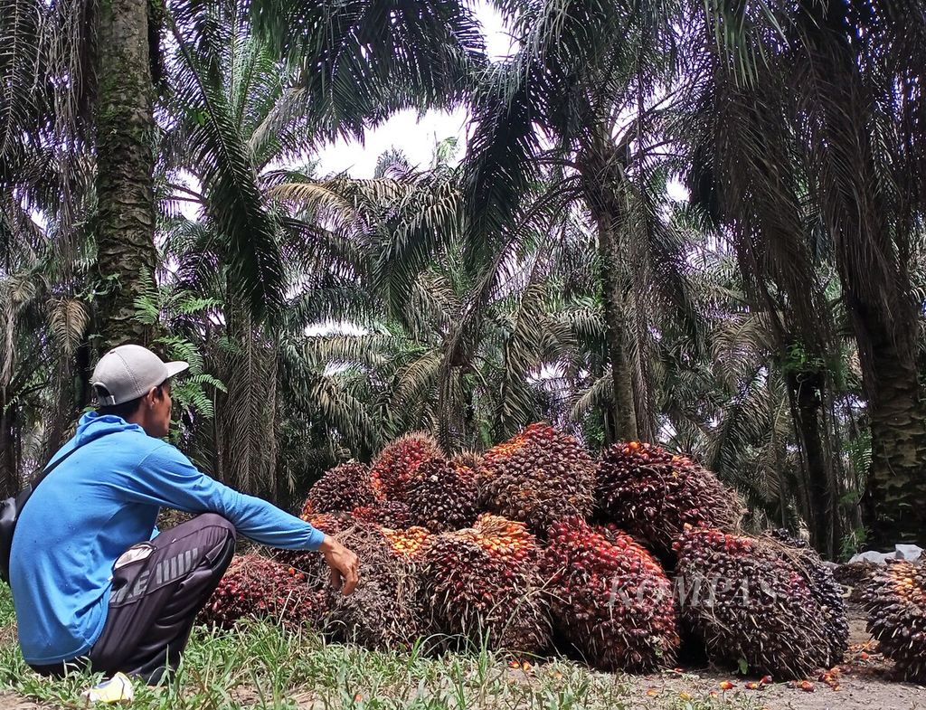 Petani menunggu pedagang pengepul membeli tandan buah sawit yang baru dipanen di wilayah Maro Sebo, Kabupaten Muaro Jambi, Kamis (23/6/2022).