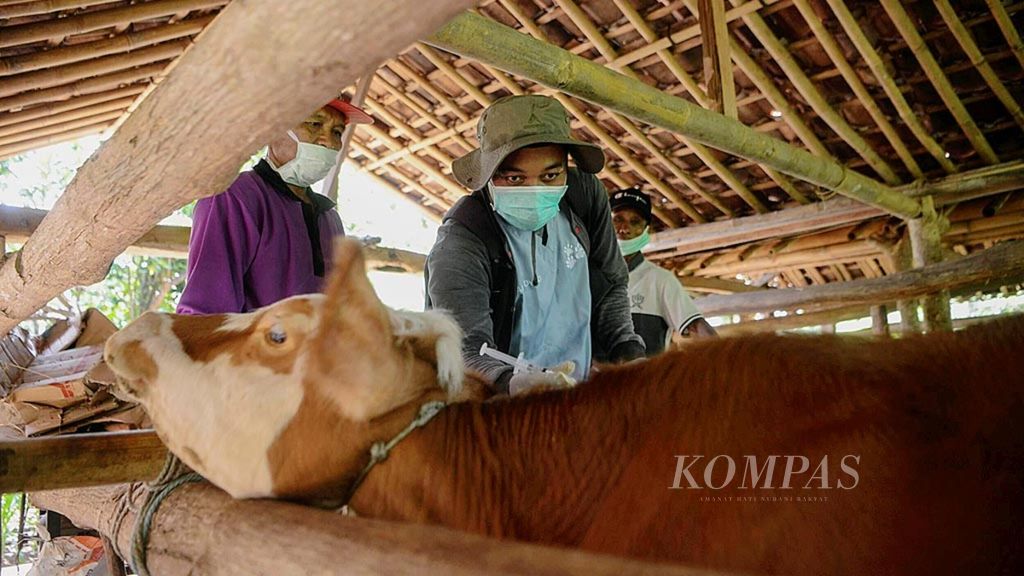 Petugas menyuntikkan vaksin antraks pada sapi di Desa Dadapayu, Kecamatan Semanu, Kabupaten Gunungkidul, Daerah Istimewa Yogyakarta, Rabu (22/1/2020). 