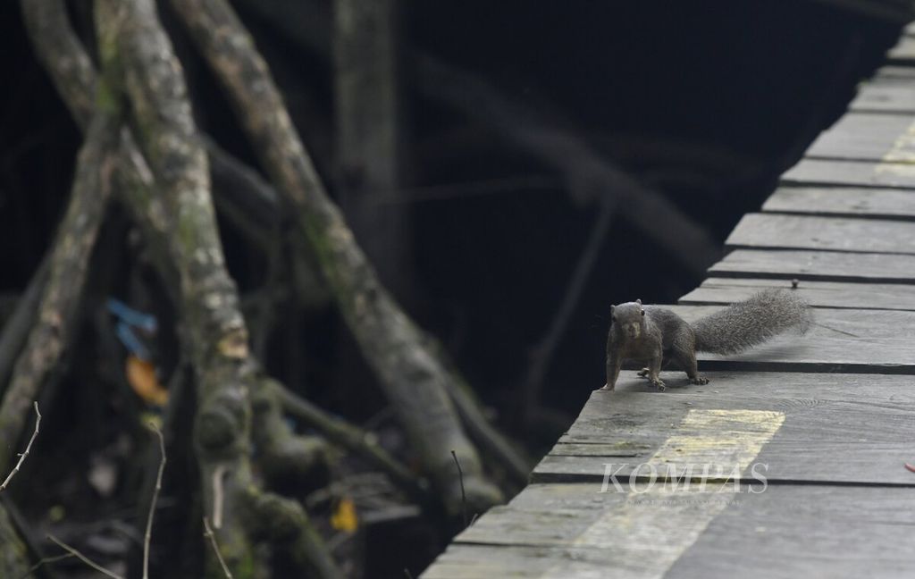 Seekor tupai terlihat di Kawasan Konservasi Mangrove dan Bekantan Tarakan, Kalimantan Utara, Senin (18/7/2022).