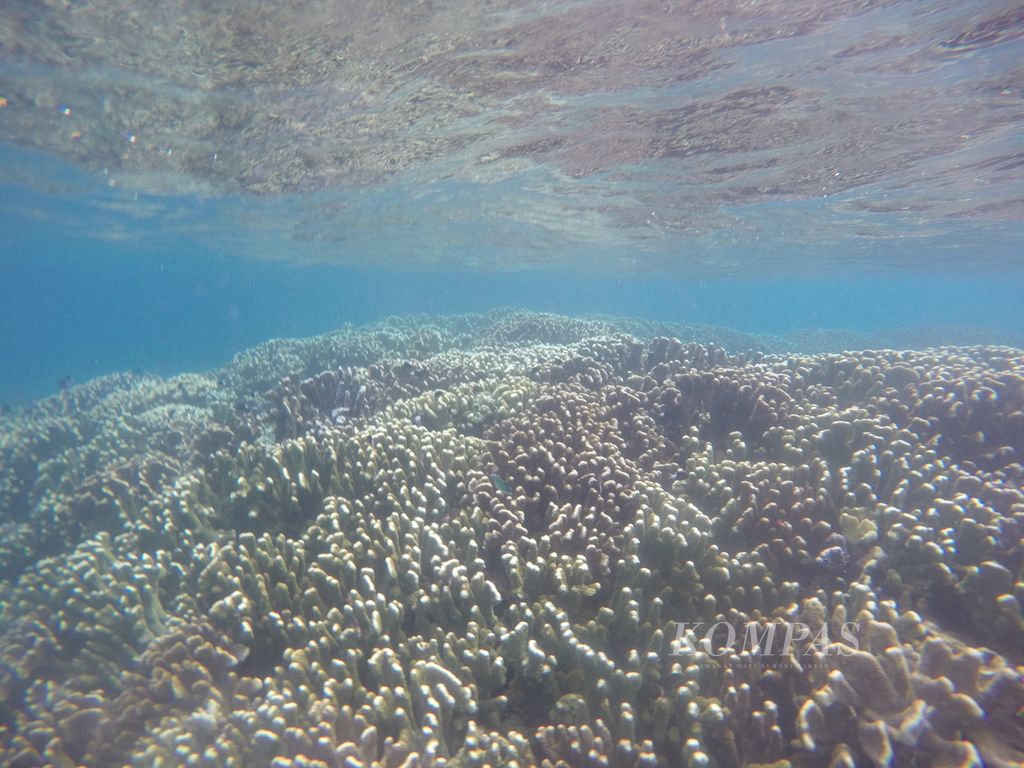 Hamparan terumbu karang <i>Acropora palifera</i> hidup di titik selam Karang Batik di Taman Laut Olele, Jumat (7/10/2022).