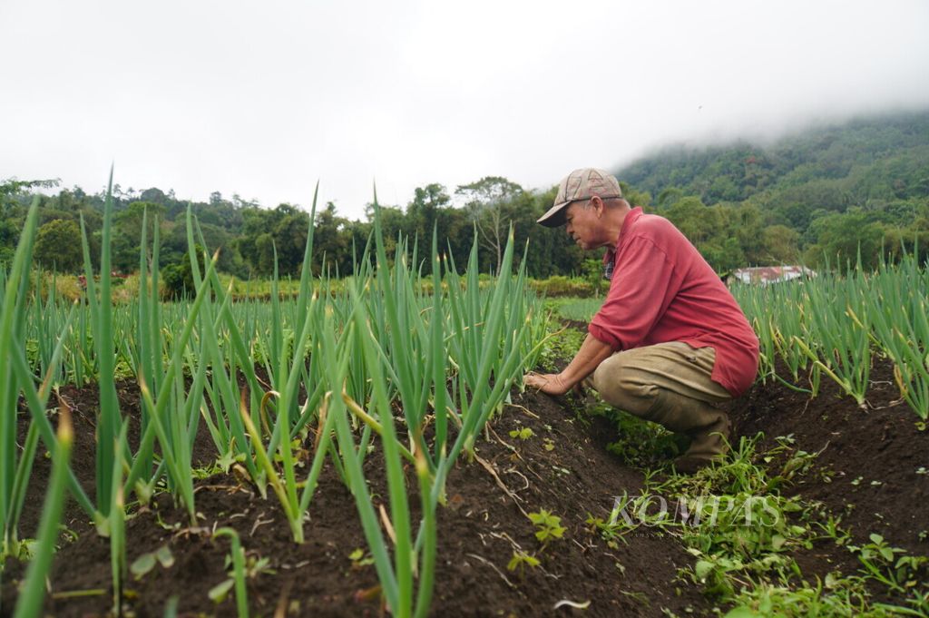 Rudy Pioh (60), petani di Kakaskasen Tiga, Tomohon, Sulawesi Utara, membersihkan lahan kebunnya yang ditanami bawang, Senin (29/6/2020). Sekalipun tak terkait langsung dengan pariwisata yang lesu akibat Covid-19, Rudy kesulitan menjual hasil buminya lantaran penyerapan dari sektor perhotelan menurun.