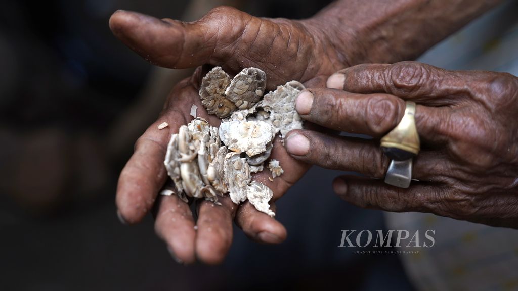Rafael Raya (78) menunjukkan kacang koro yang ditumbuk dalam pembuatan ippa di Kabupaten Lembata, Nusa Tenggara Timur, Sabtu (12/8/2023). Ketika terjadi kelaparan pada tahun 1960-an, ippa menjadi penyelamat bagi warga di kampung tersebut. 
