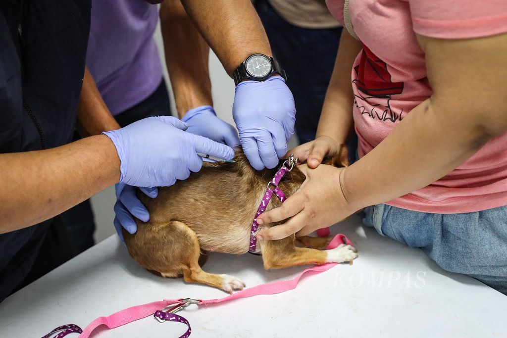 Tenaga kesehatan hewan menyuntikkan vaksin rabies pada anjing di Pusat Kesehatan Hewan (Puskeswan) Ragunan, Jakarta, Sabtu (7/10/2023). 