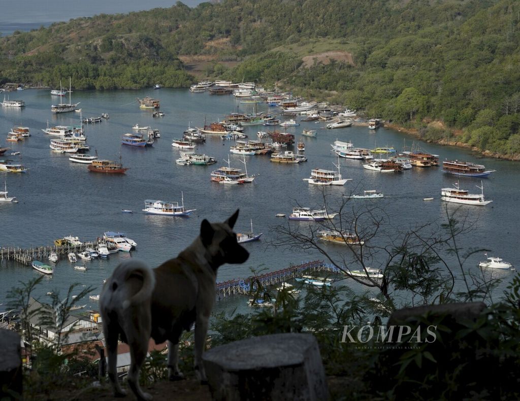 Siluet anjing berlatar aktivitas kapal pinisi di Labuan Bajo. Jumlah wisatawan yang berkunjung ke Labuan Bajo pada hari raya Natal dan Tahun Baru kali ini menurun drastis. Penyebabnya antara lain cuaca buruk dan ancaman resesi ekonomi dunia.