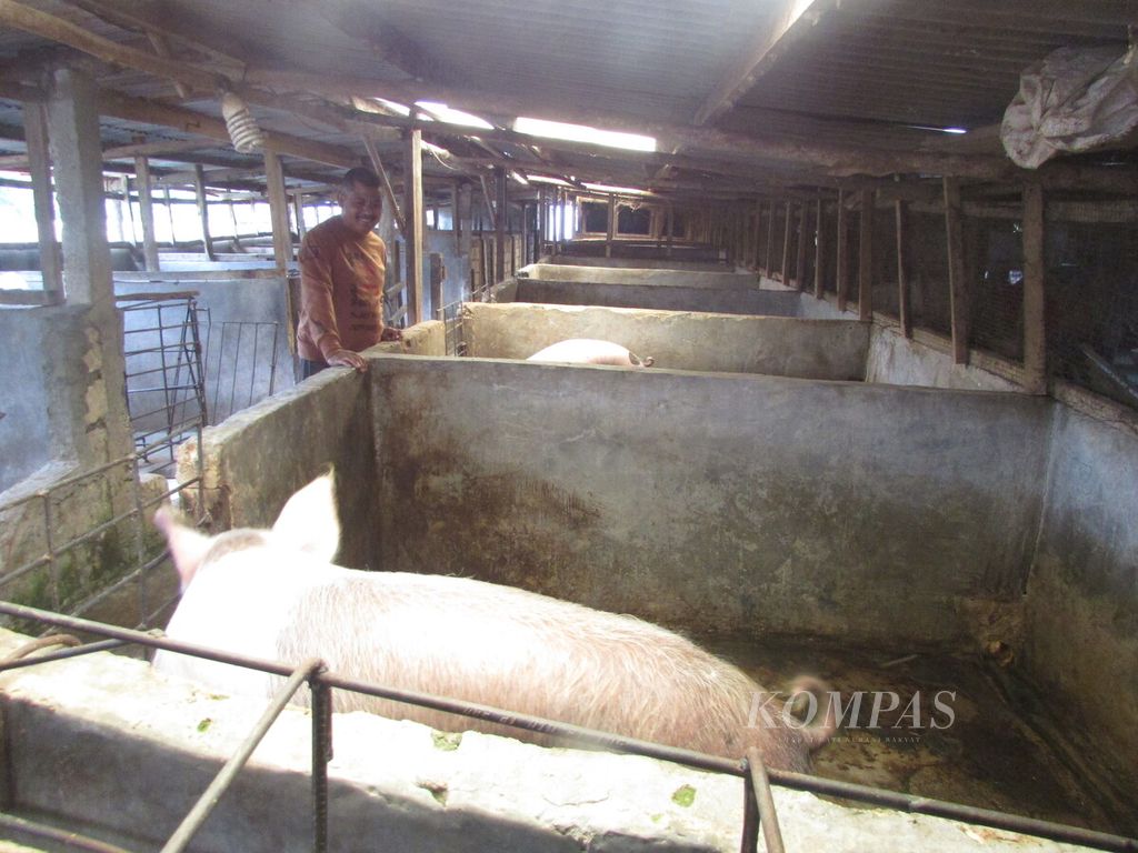 Danial Aluman sedang berdiri di dekat babi-babi peliharaannya di Kupang, Nusa Tenggara Timur, Senin (7/11/2022). Sudah 200-an babi yang diternak di kandang itu, jenis babi duroc dan landrace. Ia khawatir jika virus menyerang ratusan ternak miliknya di dalam kandang itu. Ia pun mengaku, terus menjaga kebersihan kandang dan menjaga kondisi fisik babi-babi itu tetap sehat, dengan cara memberi asupan pakan yang bergizi dan bervitamin.