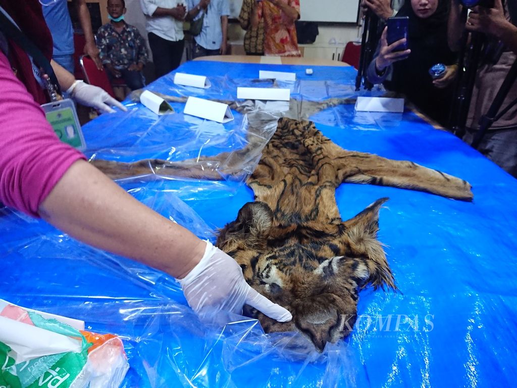Ahli satwa lindung, drh Taing Lubis, memperlihatkan barang bukti kulit dan tulang belulang harimau sumatera dalam kasus perdangangan satwa lindung yang melibatkan bekas Bupati Bener Meriah Ahmadi, Jumat (3/6/2022). Selain Ahmadi, dua orang lainnya ditetapkan sebagai tersangka.