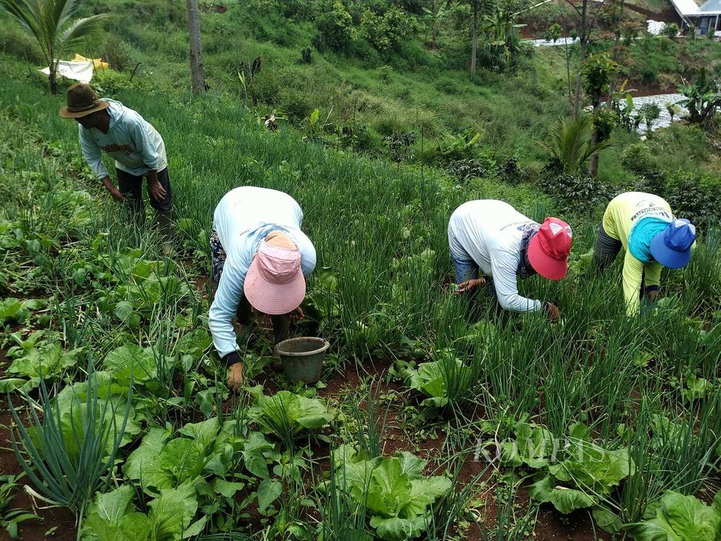 Petani bawang merah dari Kelompok Tani Tricipta di Cimenyan, Kabupaten Bandung, Jawa Barat, mengolah lahan, Senin (12/9/2022). Hasil panen mereka ikut menekan inflasi di sejumlah daerah di Indonesia. 