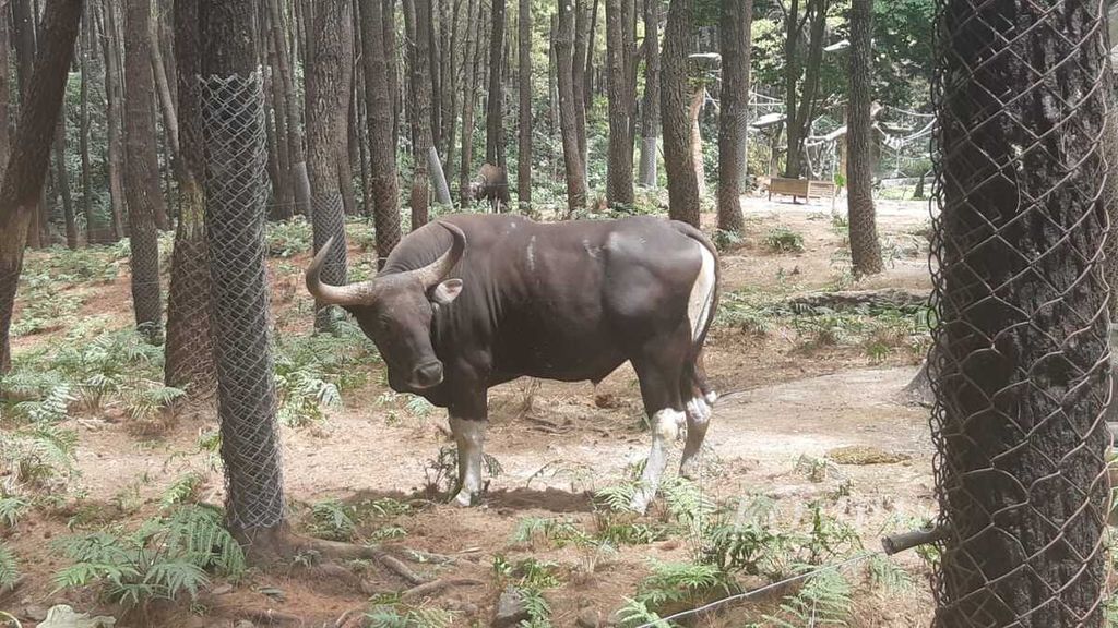 Carip, satu dari 28 banteng jawa yang berhasil dikembangbiakkan Taman Safari Indonesia. Banteng jawa kini menjadi satwa prioritas untuk diselamatkan dari kepunahan. Foto diambil Kamis (8/9/2022) di Taman Safari Prigen, Jawa Timur.