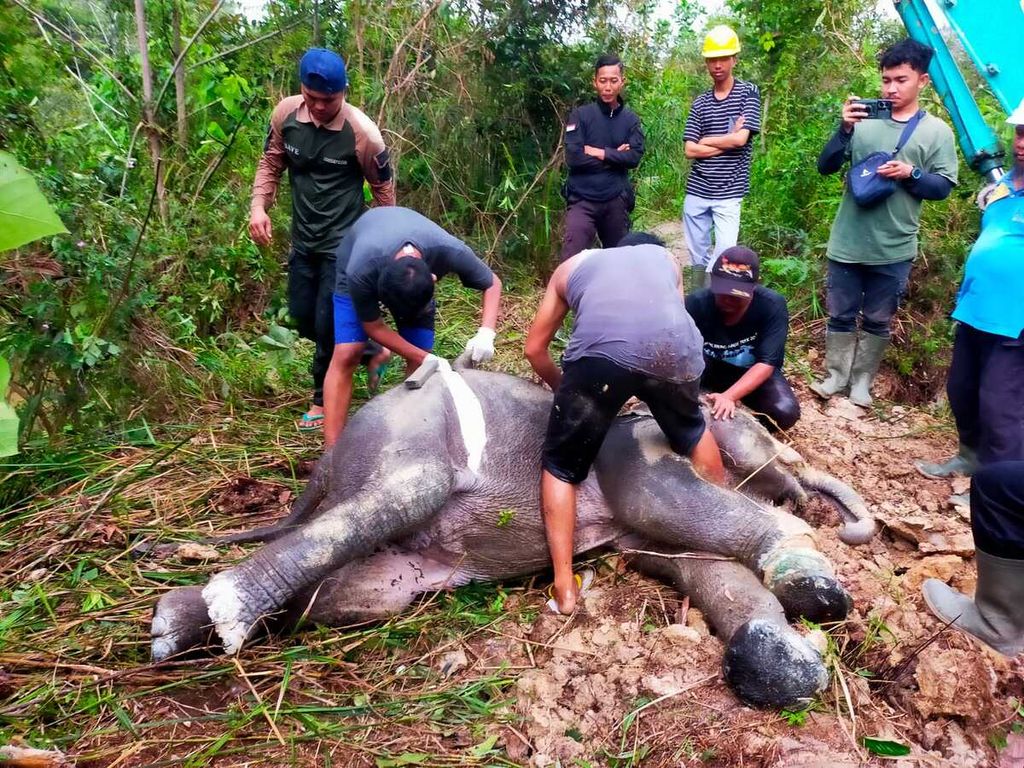 Tim Wildlife Rescue Unit Balai Besar Konservasi Sumber Daya Alam melakukan nekropsi pada anak gajah yang mati akibat terkena jerat di Kabupaten Pelalawan, Riau, 16 November 2023.