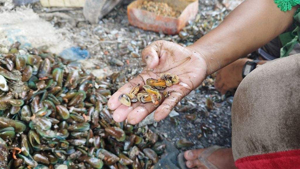 Nelayan pengupas kerang hijau di RT 006 RW 022, Kelurahan Pluit, Kecamatan Penjaringan, Jakarta Utara, Rabu (4/1/2023), menunjukkan daging kerang yang telah dikupas dari kulit cangkangnya.