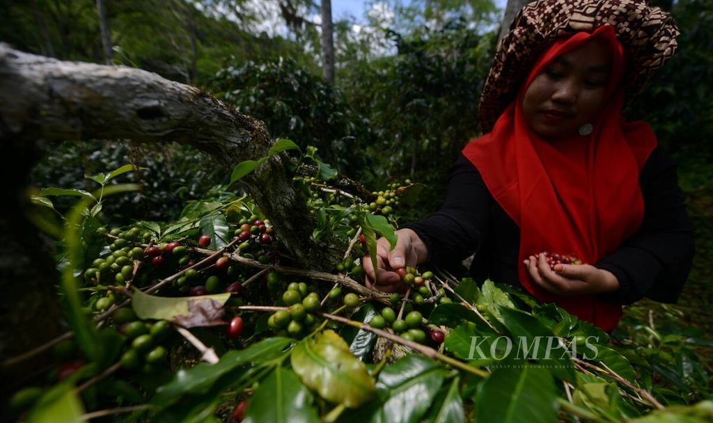 Seorang perempuan dengan pakaian khas masyarakat Gayo turut memetik buah kopi pada Festival Panen Kopi Gayo 2023 di Desa Paya Tumpi Baru, Kecamatan Kebayakan, Kabupaten Aceh Tengah, Aceh, Sabtu (25/11/2023). 