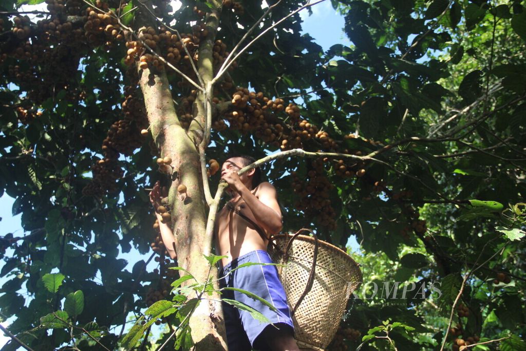 Masyarakat di Desa Tae, Kabupaten Sanggau, Kalimantan Barat sedang mamanen buah lokal di hutan adat setempat. Hutan setempat telah disahkan menjadi hutan adat pada 2018.