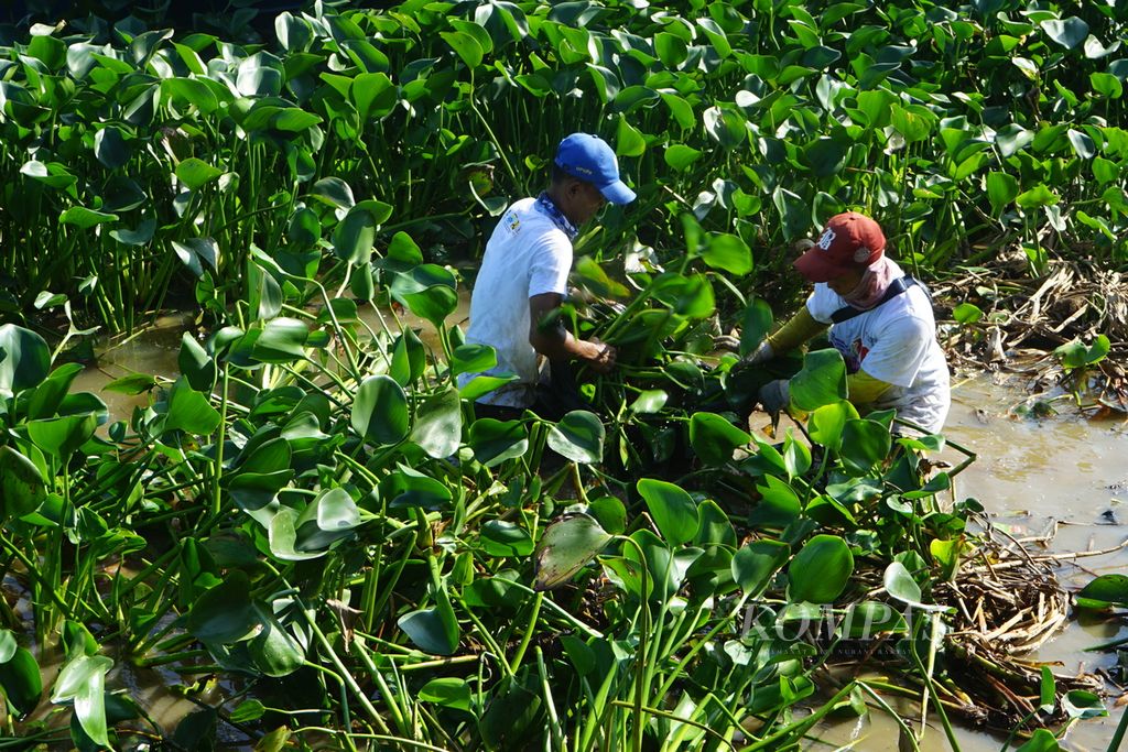 Beberapa petugas sedang membersihkan tepian Sungai Musi dari sampah dan tanaman eceng gondok, Sabtu (10/6/2023). Berdasarkan kajian dari Pemerintah Kota Palembang, potensi sampah dari sungai di Kota Palembang mencapai 90 ton yang didominasi limbah rumah tangga.