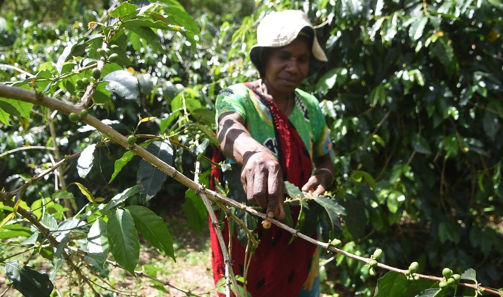 Kugima villagers harvest coffee on Wednesday (17/11/2021) in Wolo district, Jayawijaya, Papua. The area typically grows the S-975 variety of Arabica coffee, which grows at an average altitude of 1,600 meters above sea level. Papua’s coffee industry is constrained by the issue of regeneration amid the majority of aging coffee farmers. 