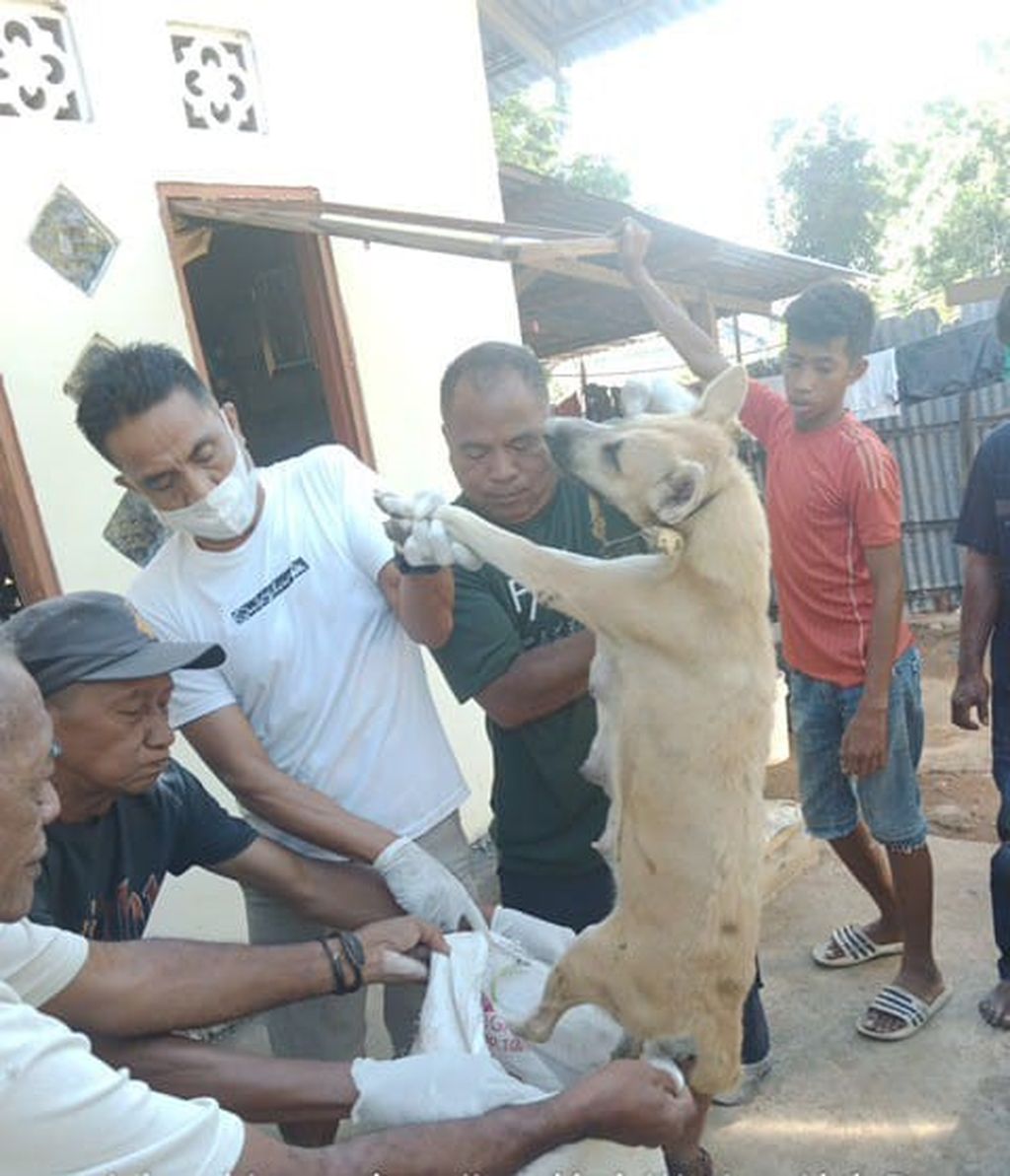 Penyuntikan vaksin rabies pada anjing di Desa Wuring, Kecamatan Alok Barat, Sikka, Nusa Tenggara Timur, Selasa (18/4/2023). Dinas Pertanian dan Peternakan Sikka secara masif memberikan vaksin rabies pada anjing peliharaan warga. Namun, masih ada sebagian warga yang menolak anjingnya divaksin. 