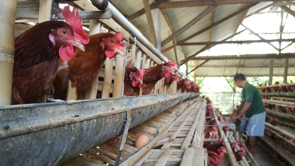 Salah satu peternak di Desa Pohgajih, Kecamatan Selorajo, Kabupaten Blitar, Jawa Timur, tengah memungut telur ayam dari kandang miliknya, beberapa waktu lalu.