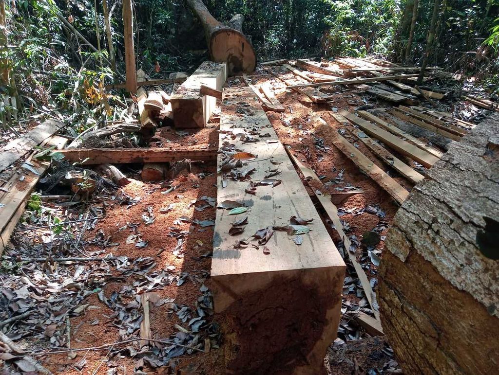 Kayu yang sudah diolah menjadi papan diduga hasil pembalakan liar di hutan lindung Kecamatan Babahrot, Kabupaten Aceh Barat Daya, Provinsi Aceh, hasil temuan warga dan Wahana Lingkungan Hidup Indonesia (Walhi) Aceh, pada awal Juni 2024. 