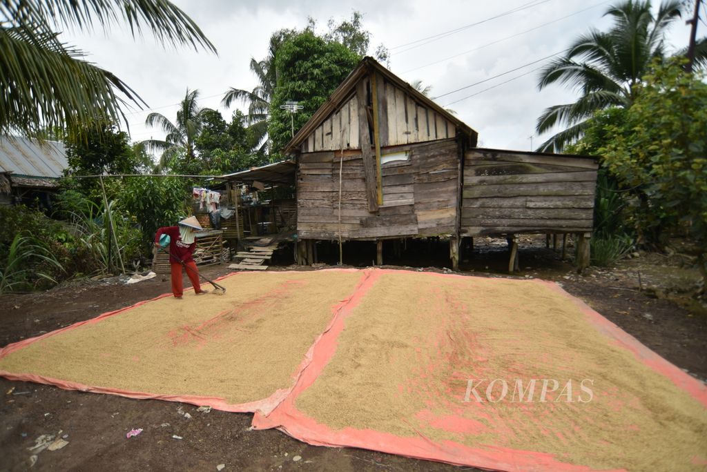 Petani mengeringkan gabah yang baru dipanen di persawahan Desa Purwosari, Kecamatan Tanjung Lago, Sumatera Selatan, Senin (26/2/2024)